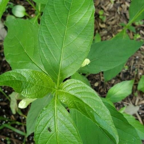 Ruellia strepens Leaf