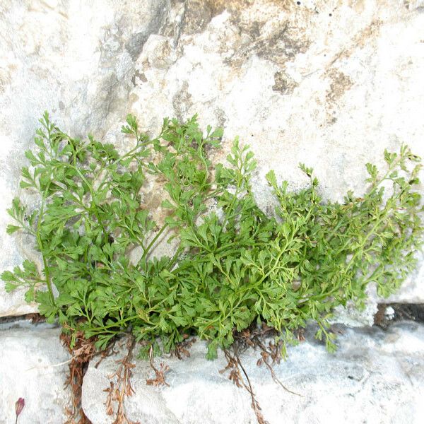 Asplenium fissum Habitus