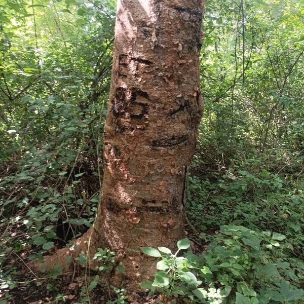 Bursera simaruba Corteccia