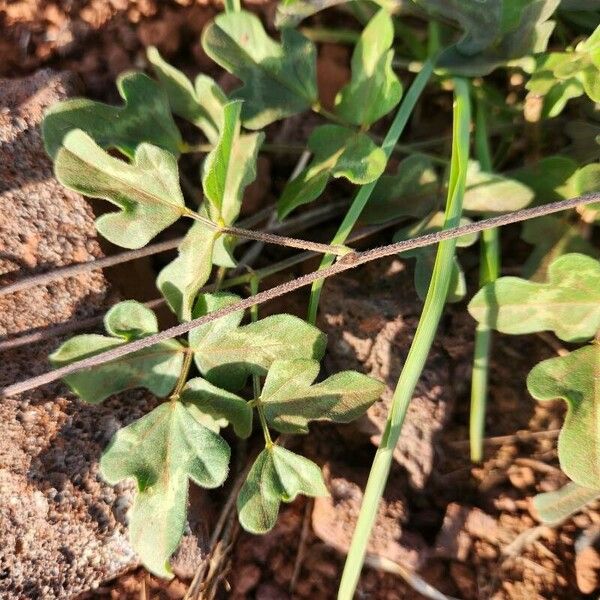 Vigna frutescens برگ