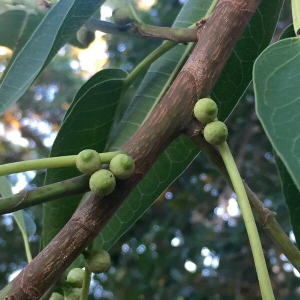 Ficus salicifolia Vili