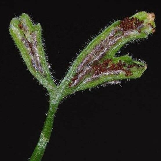 Asplenium seelosii Фрукт