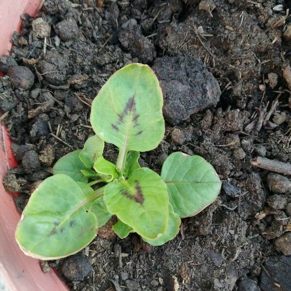 Amaranthus dubius Bloem