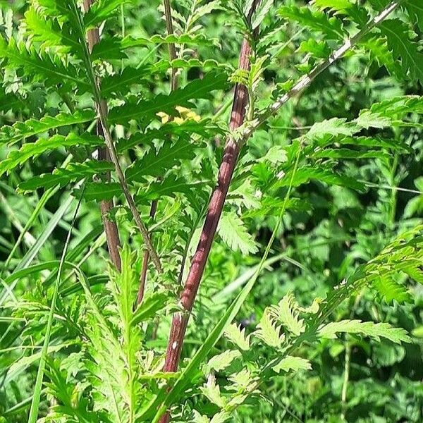 Tanacetum vulgare बार्क (छाल)