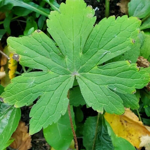 Geranium maculatum 葉