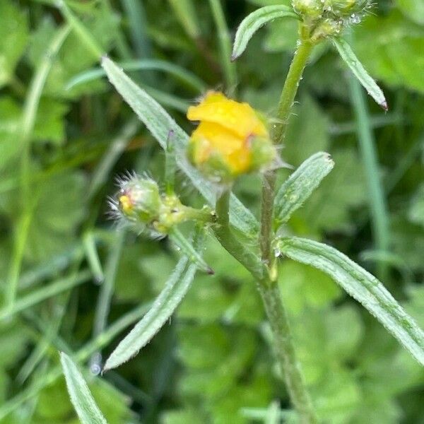 Ranunculus acris Кветка