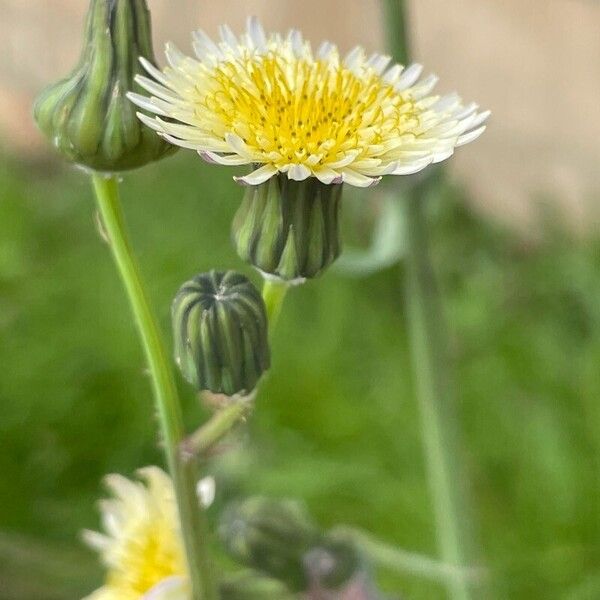 Sonchus oleraceus Virág