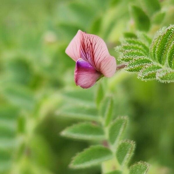 Cicer arietinum പുഷ്പം