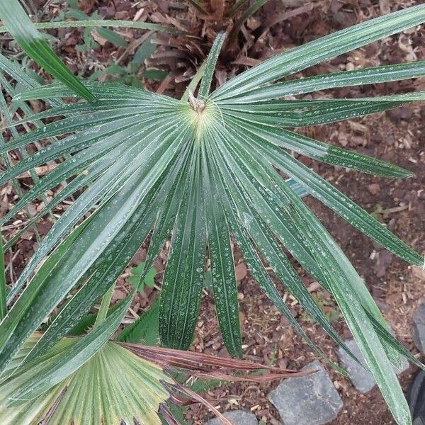 Livistona australis Blatt