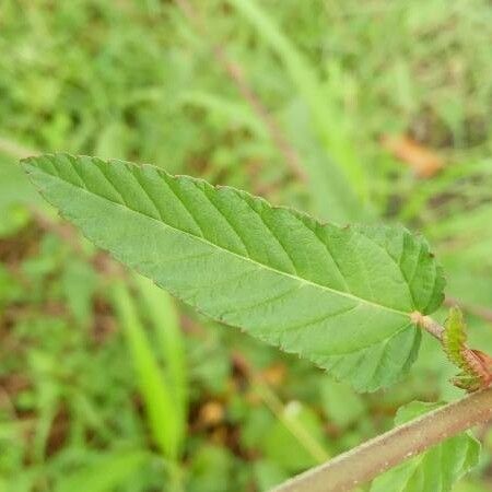 Melochia corchorifolia Leaf
