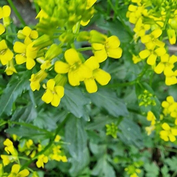 Barbarea orthoceras Flower