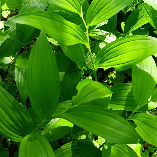 Polygonatum latifolium 叶