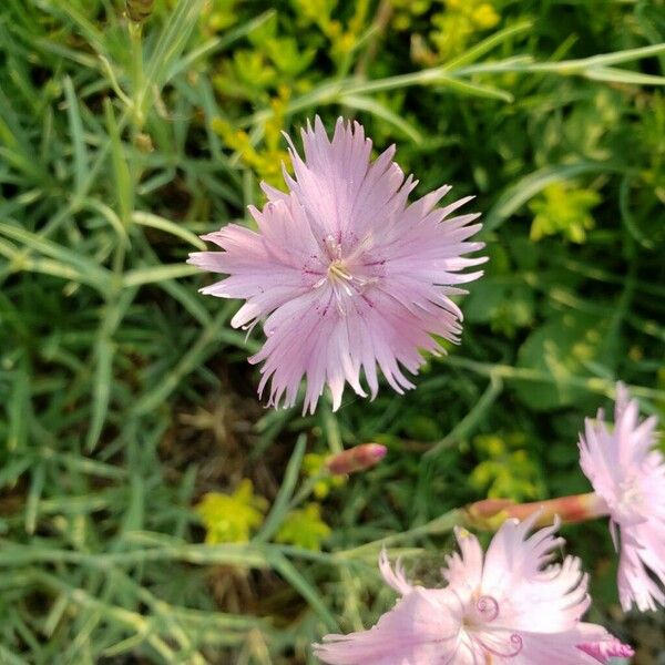 Dianthus plumarius Blomst