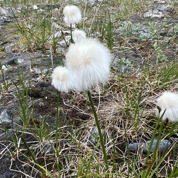 Eriophorum scheuchzeri Cvet