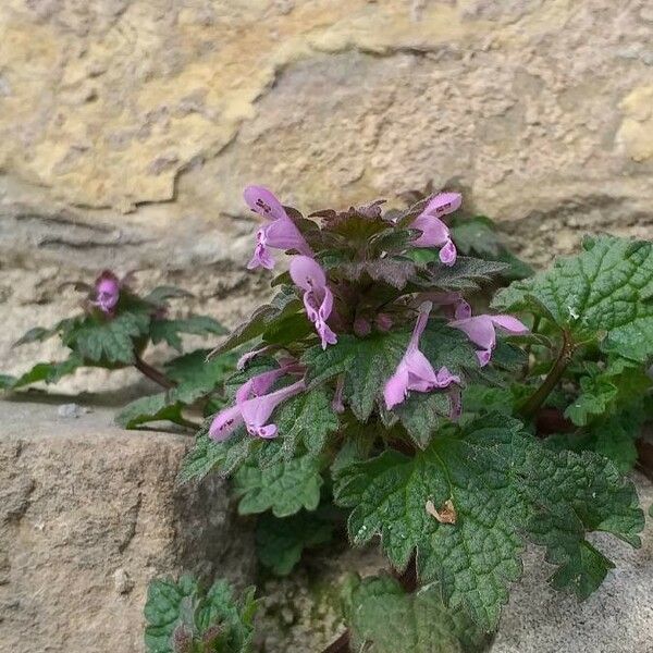 Lamium hybridum Цвят