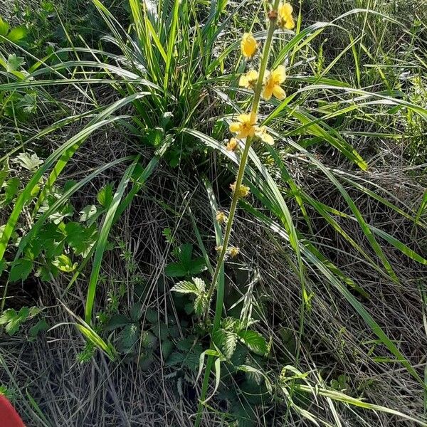 Agrimonia eupatoria फूल