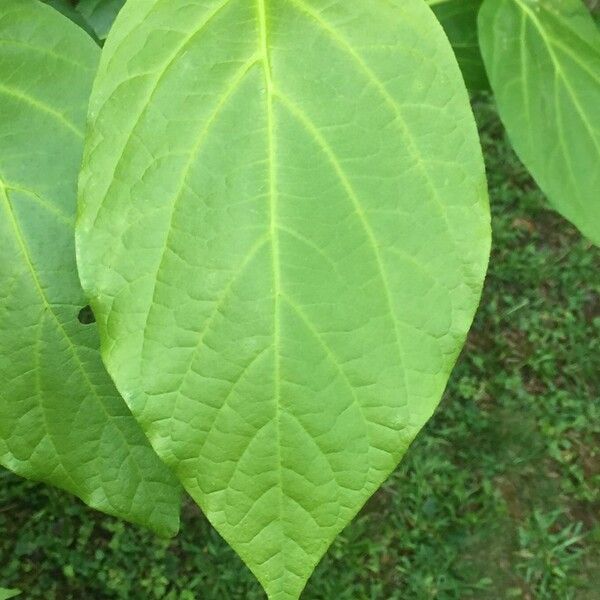 Calycanthus floridus Leaf