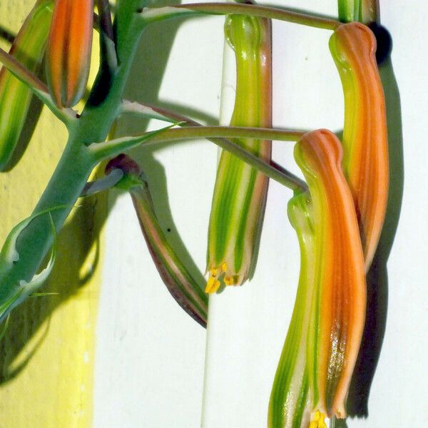Herbodietética Aloe - 🌸 L҈ O҈ T҈ A҈ 🌸 . 🌍La lota nasal es de