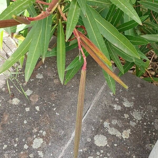 Nerium oleander Fruit