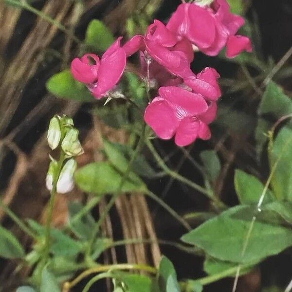 Lathyrus tuberosus Кветка