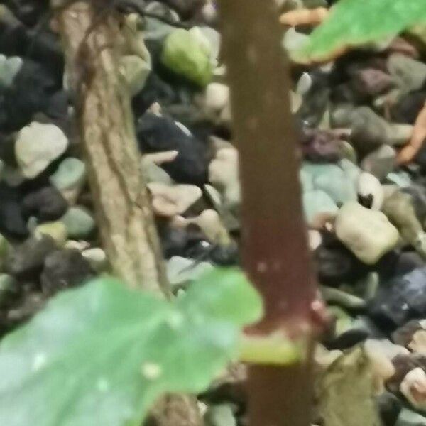 Begonia cubensis Rinde