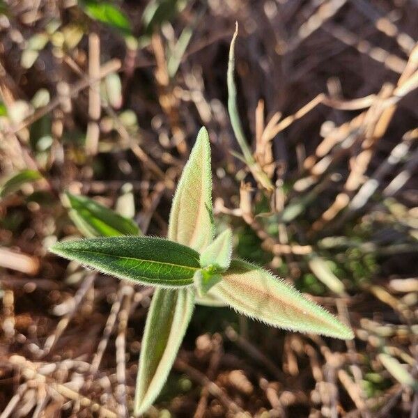 Aspilia mossambicensis Liść