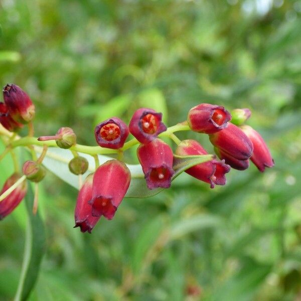 Agarista salicifolia Flower