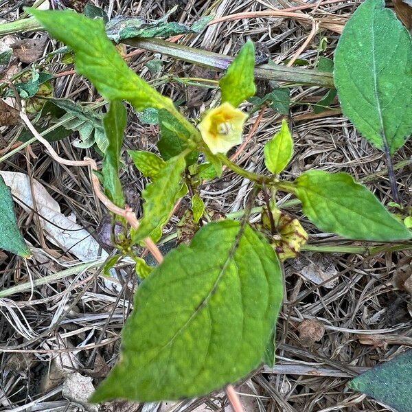 Physalis angulata Кветка