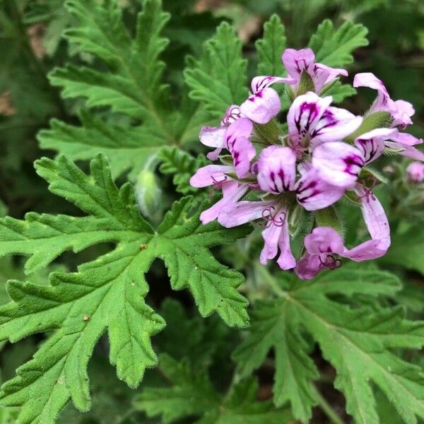 Pelargonium graveolens 整株植物