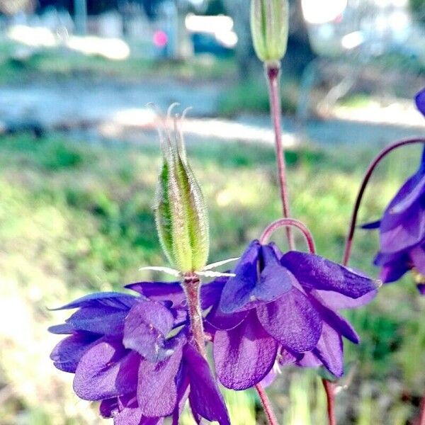 Aquilegia alpina Frucht