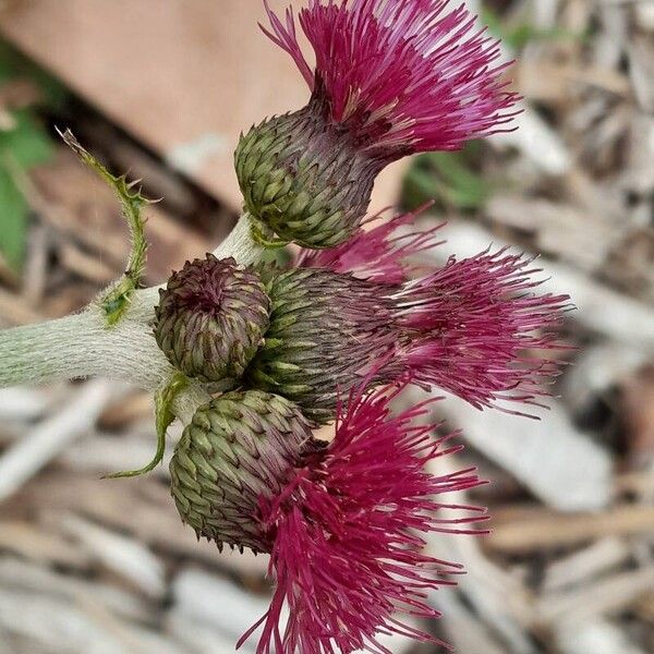 Cirsium rivulare Leaf