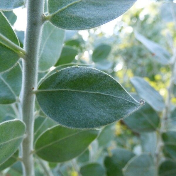 Acacia podalyriifolia पत्ता