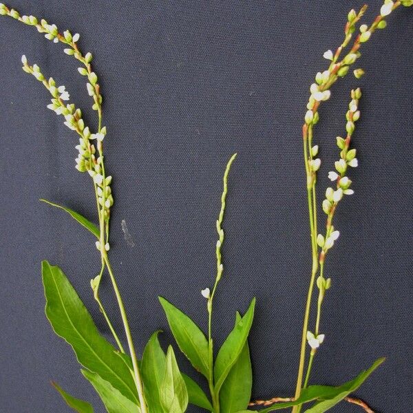 Persicaria punctata മറ്റ്