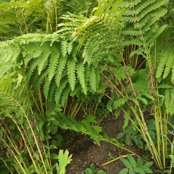 Osmunda claytoniana ᱛᱟᱦᱮᱸ