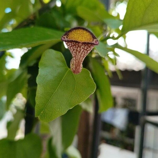 Aristolochia triangularis Kwiat