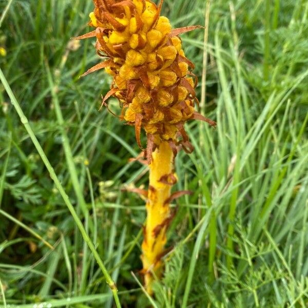 Orobanche elatior Flower