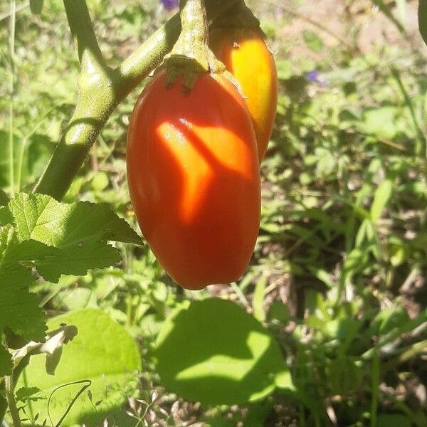 Solanum aethiopicum Vili