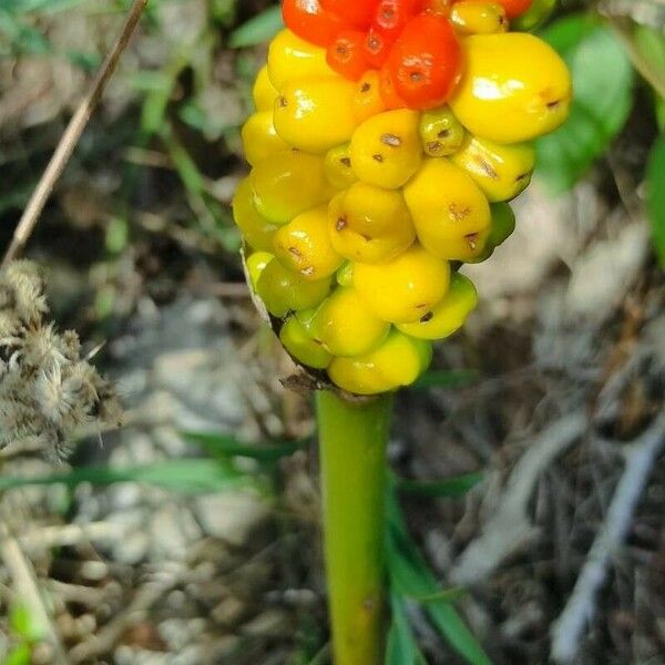 Arum cylindraceum Blodyn