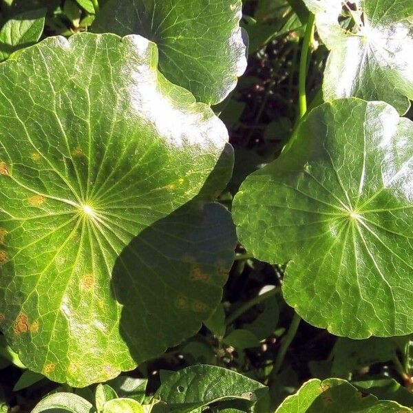 Hydrocotyle bonariensis Leaf