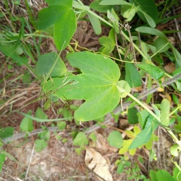 Passiflora subpeltata Leaf