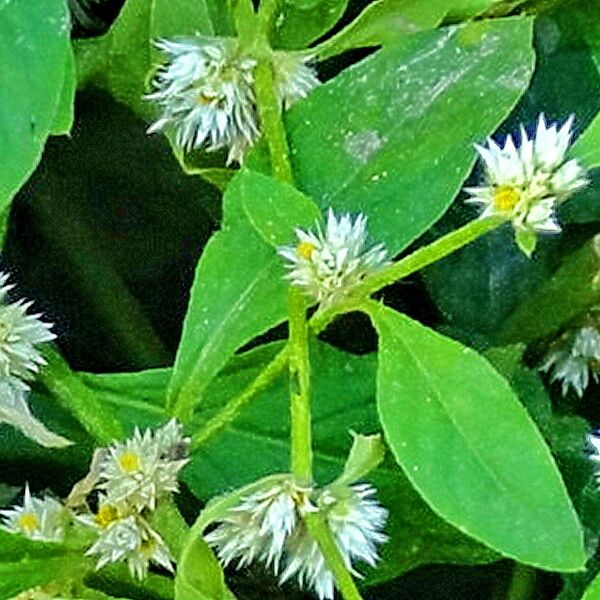 Alternanthera ficoidea Flower