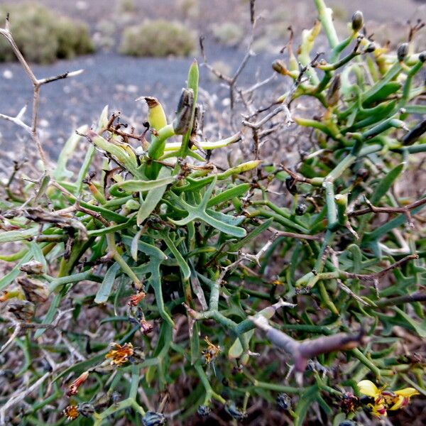 Launaea arborescens Fuelha