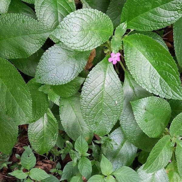 Nautilocalyx melittifolius Feuille