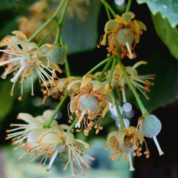 Tilia platyphyllos 果實