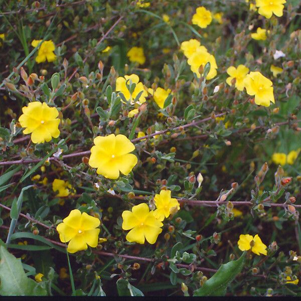 Cistus lasianthus 花