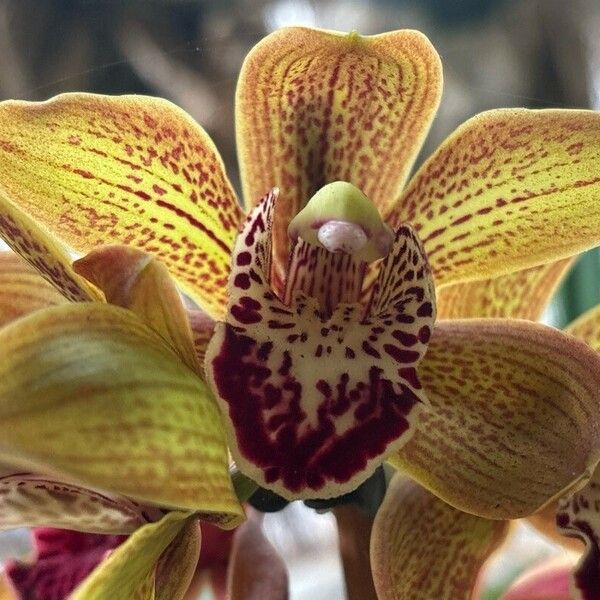 Cymbidium devonianum 花