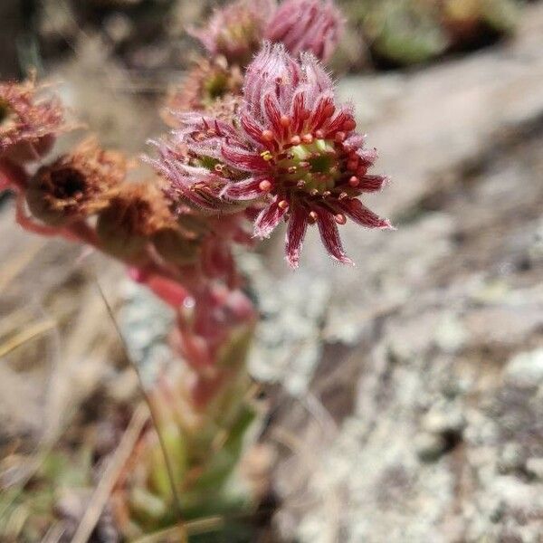 Sempervivum montanum Kvet