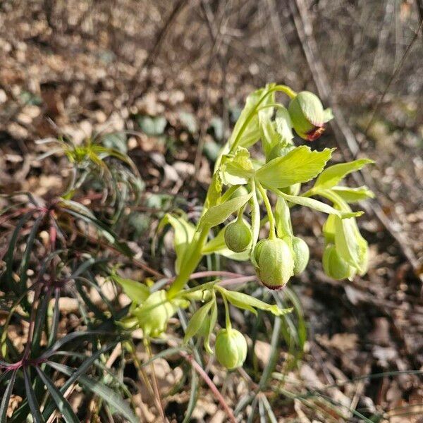 Helleborus foetidus Blomma