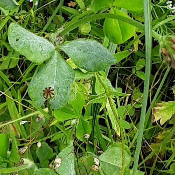 Trifolium incarnatum List
