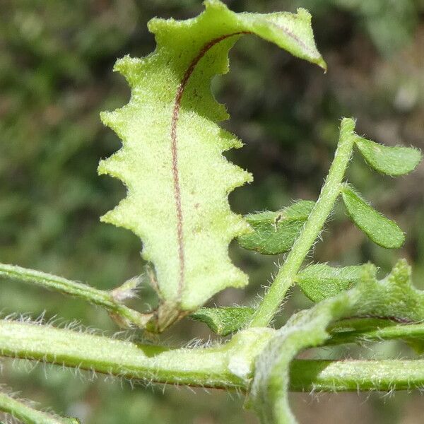 Biserrula pelecinus Fruit